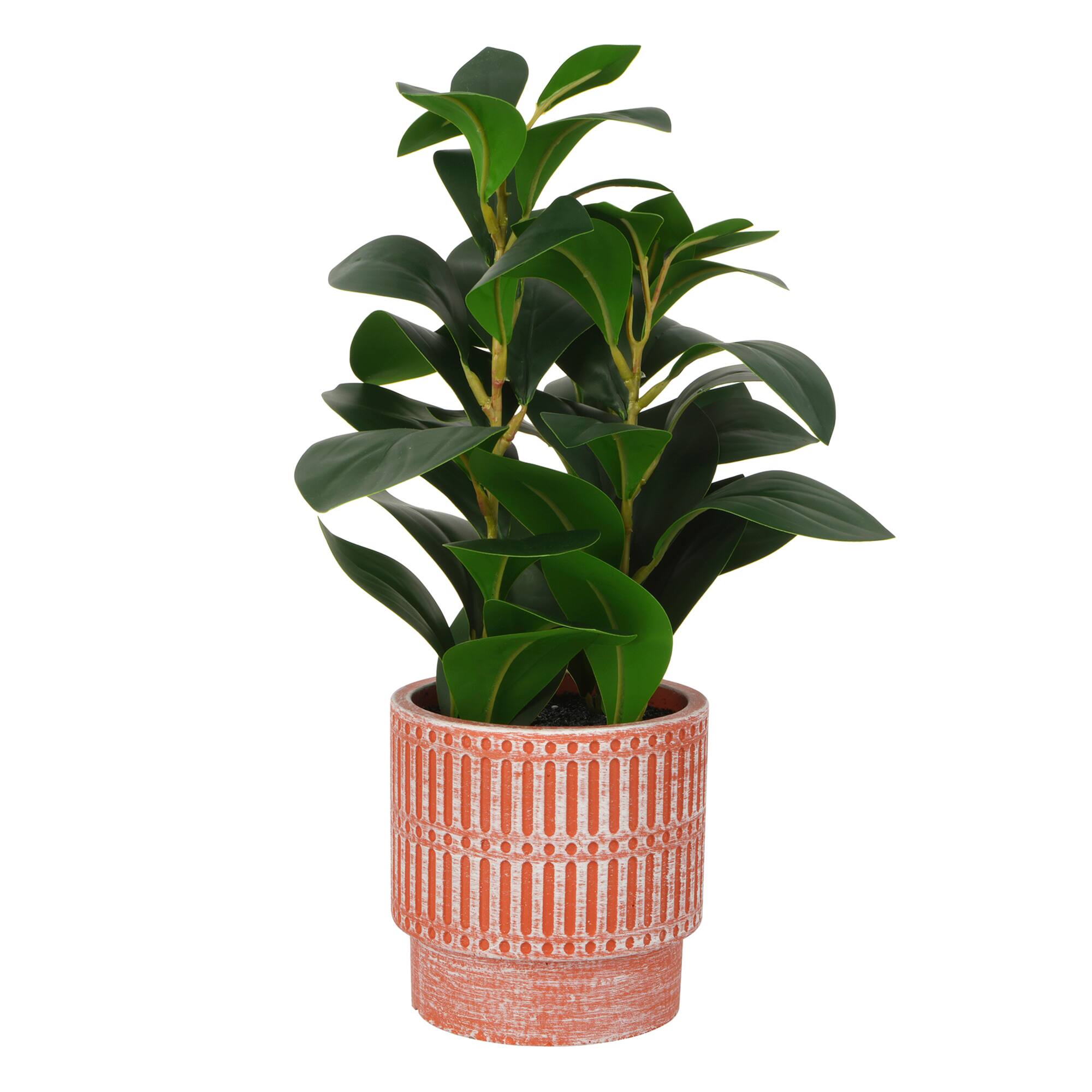 13" Potted Rubber Plant by Ashland®